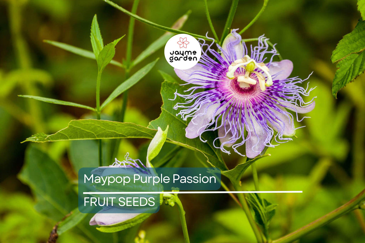 10 Maypop Purple Passion Seeds - Edible Fruit, Cold Hardy Perennial Vine, Passiflora Incarnata - Ideal for Gardens and Jams