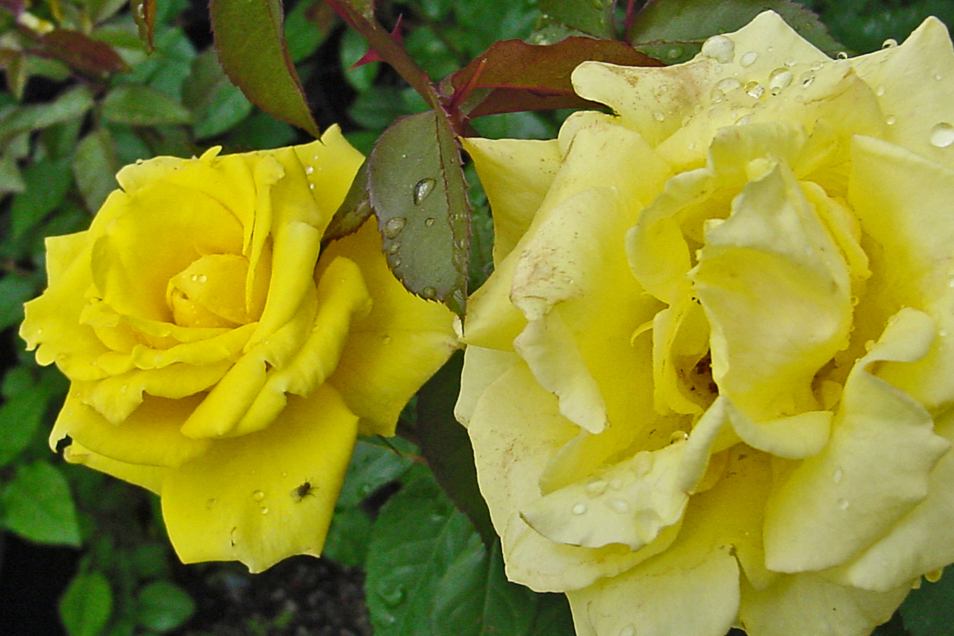Texas Yellow Rose Cuttings – 3 Fresh 5-6" Unrooted Rose Stem Cuttings with Rooting Powder, Disease-Resistant, Heat & Cold Tolerant, USA Grown