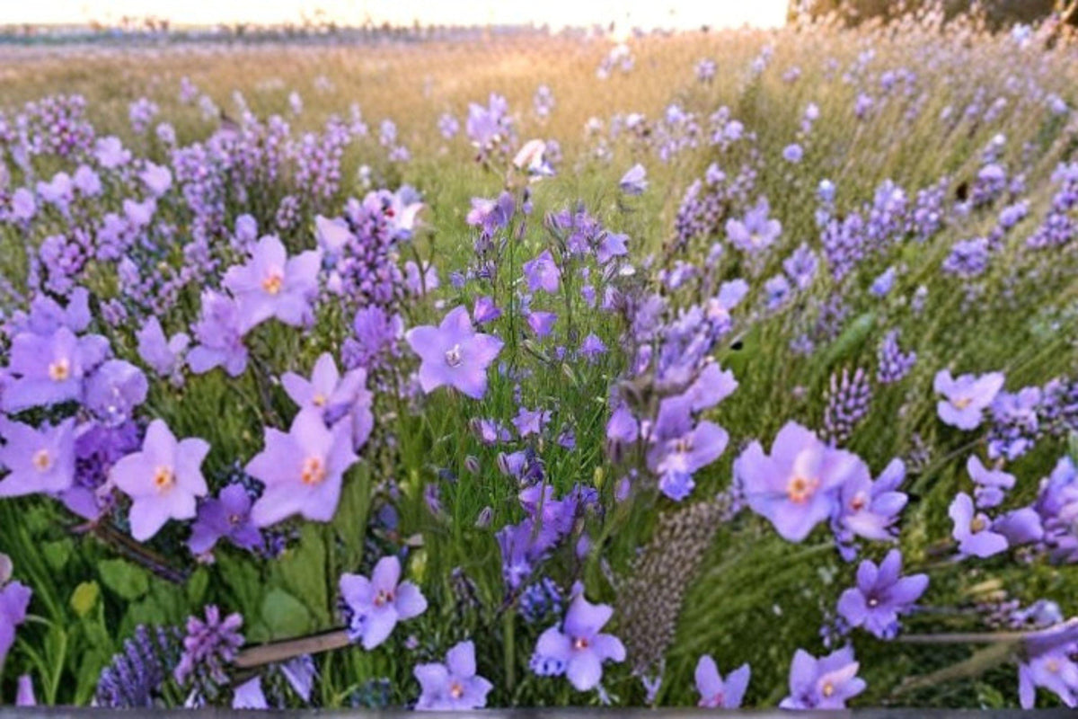 Harebells Seeds - 100 Count - Campanula rotundifolia - Native Perennial Wildflower - Delicate Blue Blooms - Pollinator-Friendly