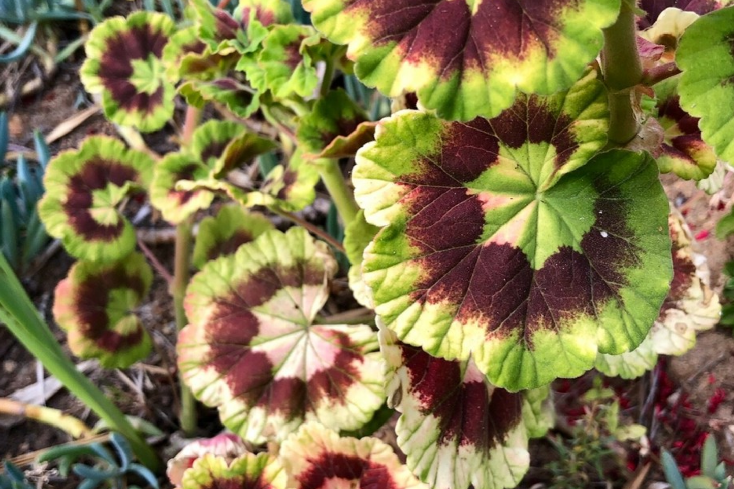Rare Variegated Pelargonium Zonal Geranium Cutting 6" - Vivid Red Blooms, Hardy, Fast Growing, Indoor Outdoor Plant