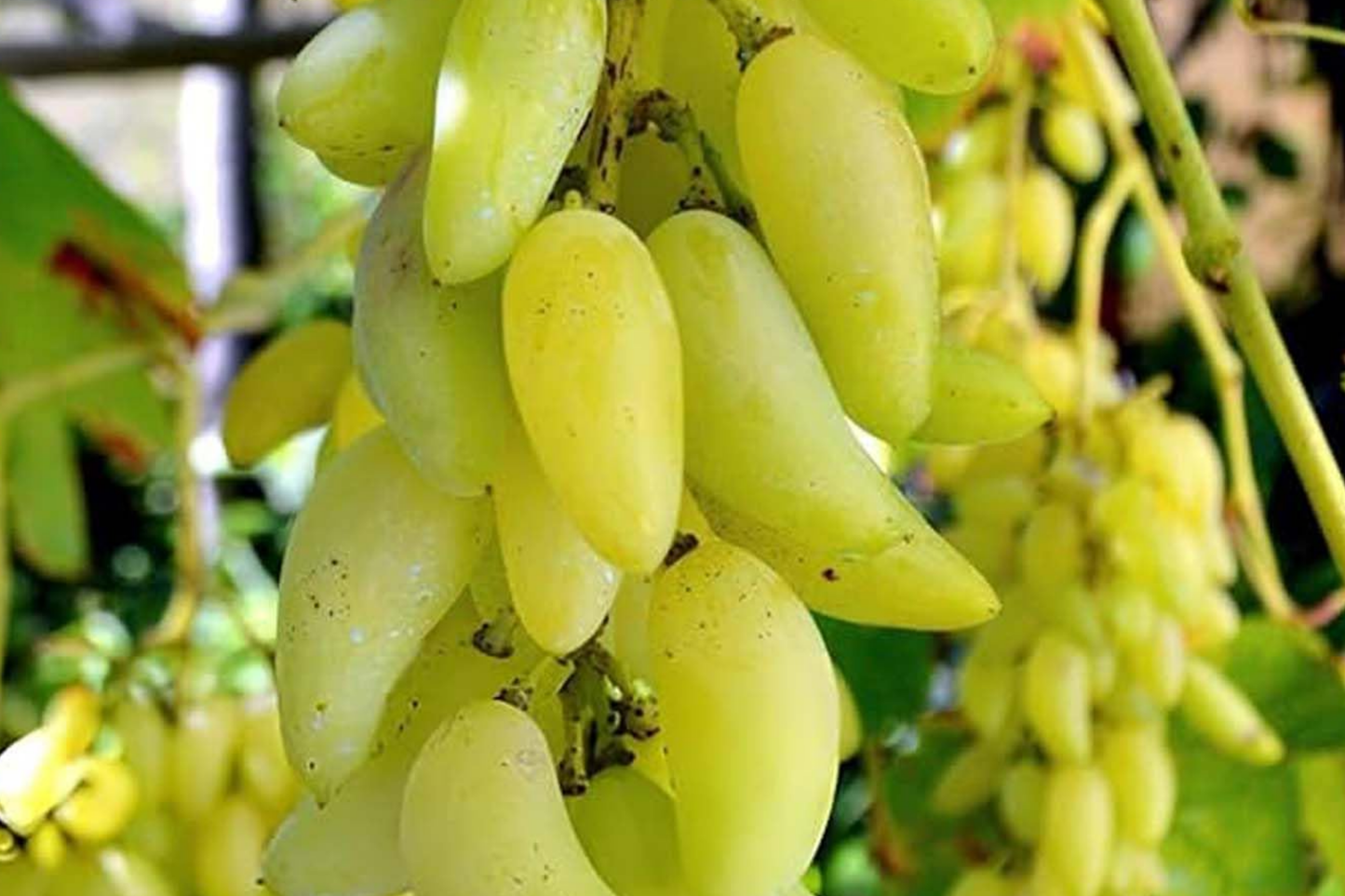 Gold Finger Grape Cuttings - Rare Exotic Vines for Grafting, Sweet Honey Flavor, Large Golden Table Grapes, 2-3 Nodes
