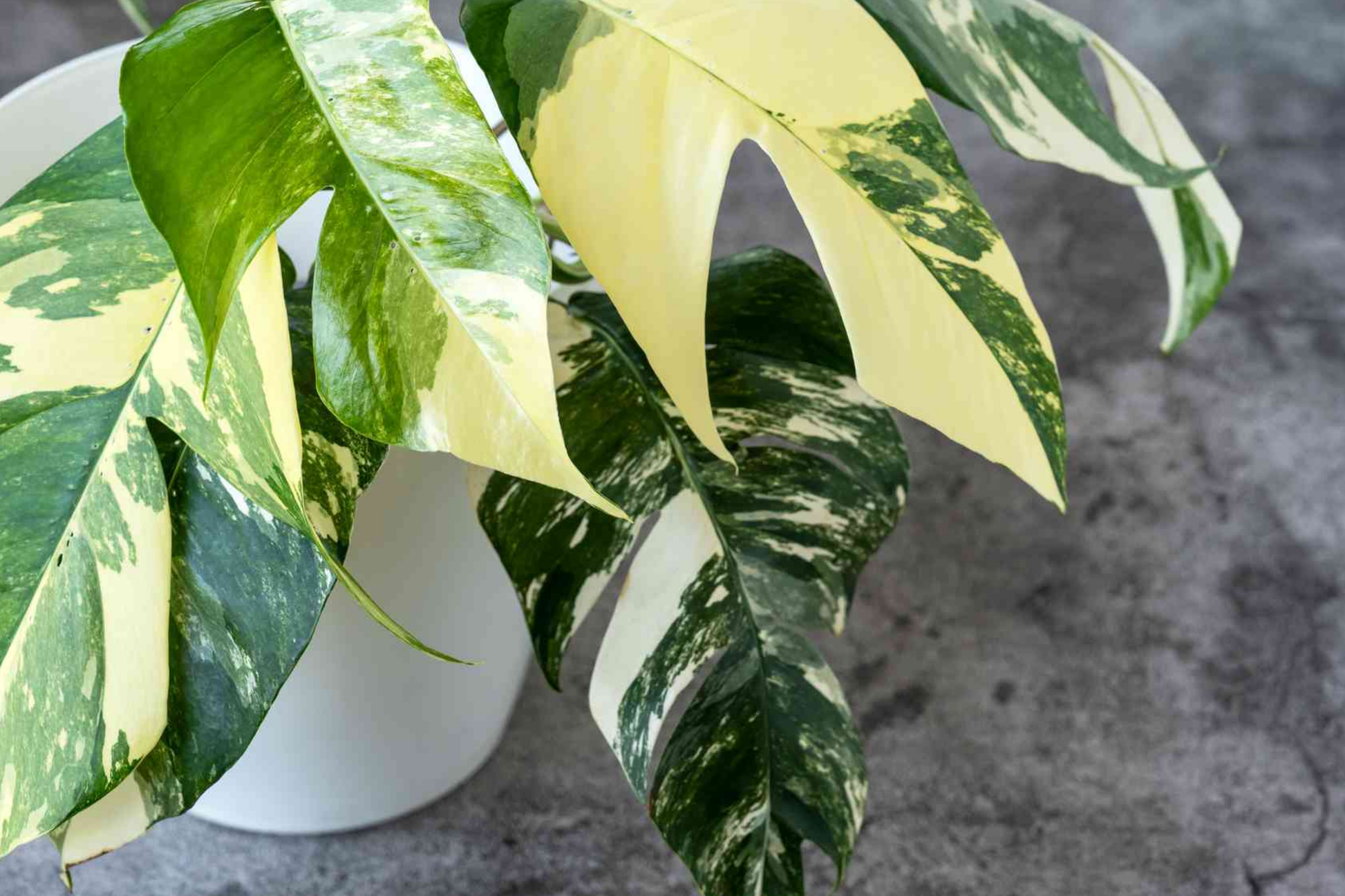 Pothos Epipremnum Pinnatum Albo Variegata Cuttings – Variegated Indoor Climbing Houseplant, Fenestrated Leaves, Easy Care