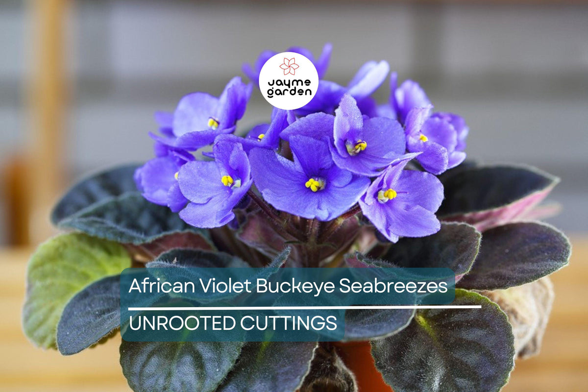African Violet Cuttings Pair - Buckeye Seabreazes - Easy Care Indoor Houseplant - Vibrant Purple & Blue Blooms (Saintpaulia)