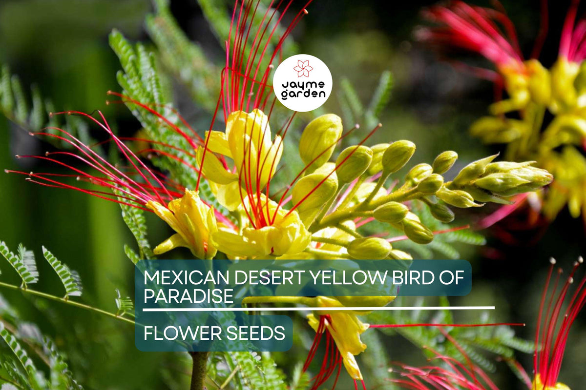 Mexican Bird of Paradise Seeds, 5 Pack, Yellow Flower Shrub, Caesalpinia gilliesii, Drought-Tolerant, USDA Zones 8-11, Fast-Growing