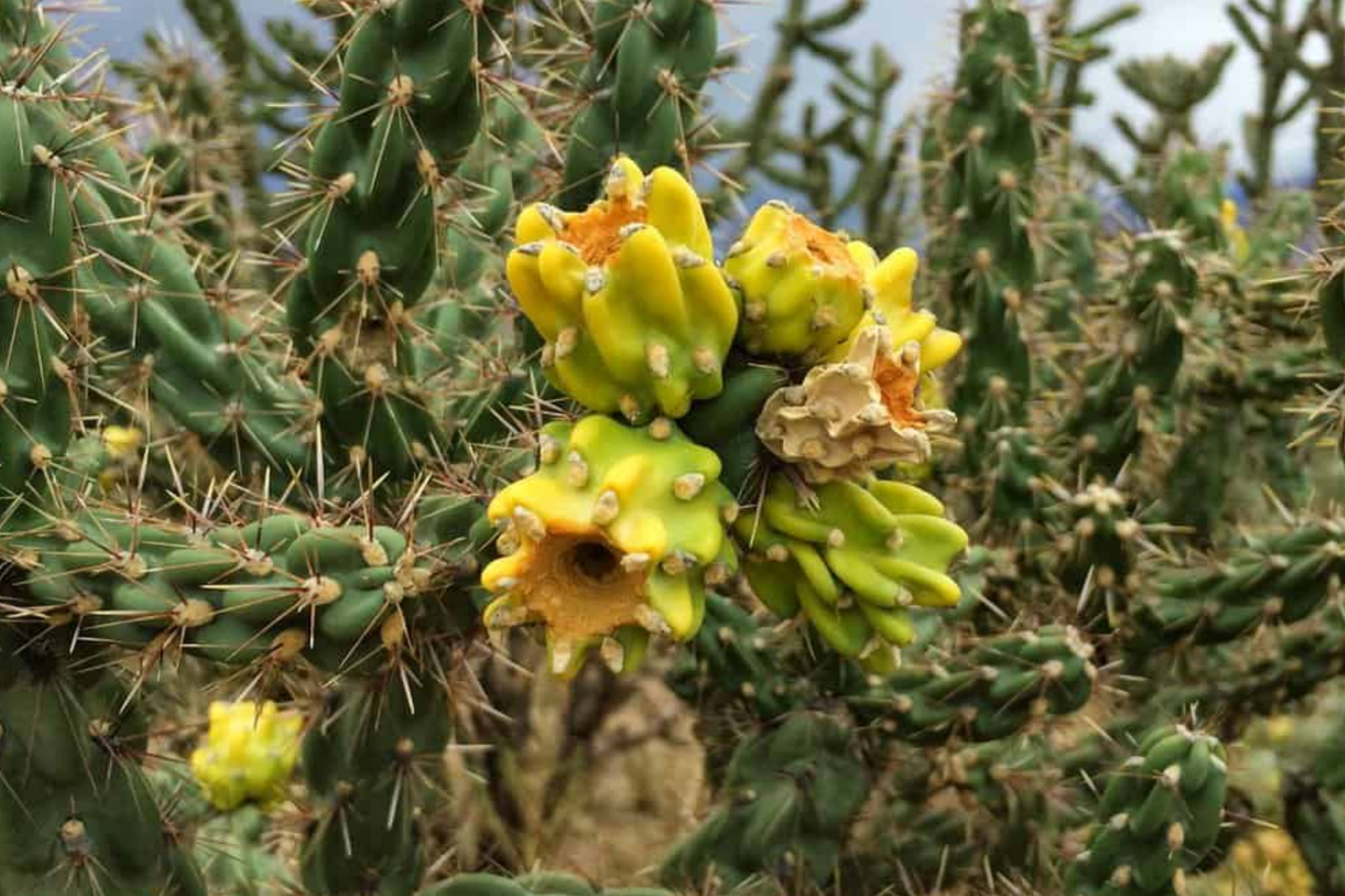 Jumping Cholla Cactus Live Cutting, Fast Growing, Evergreen, Full Sun, Arid Climate, Indoor/Outdoor, Clumping Succulent Plant
