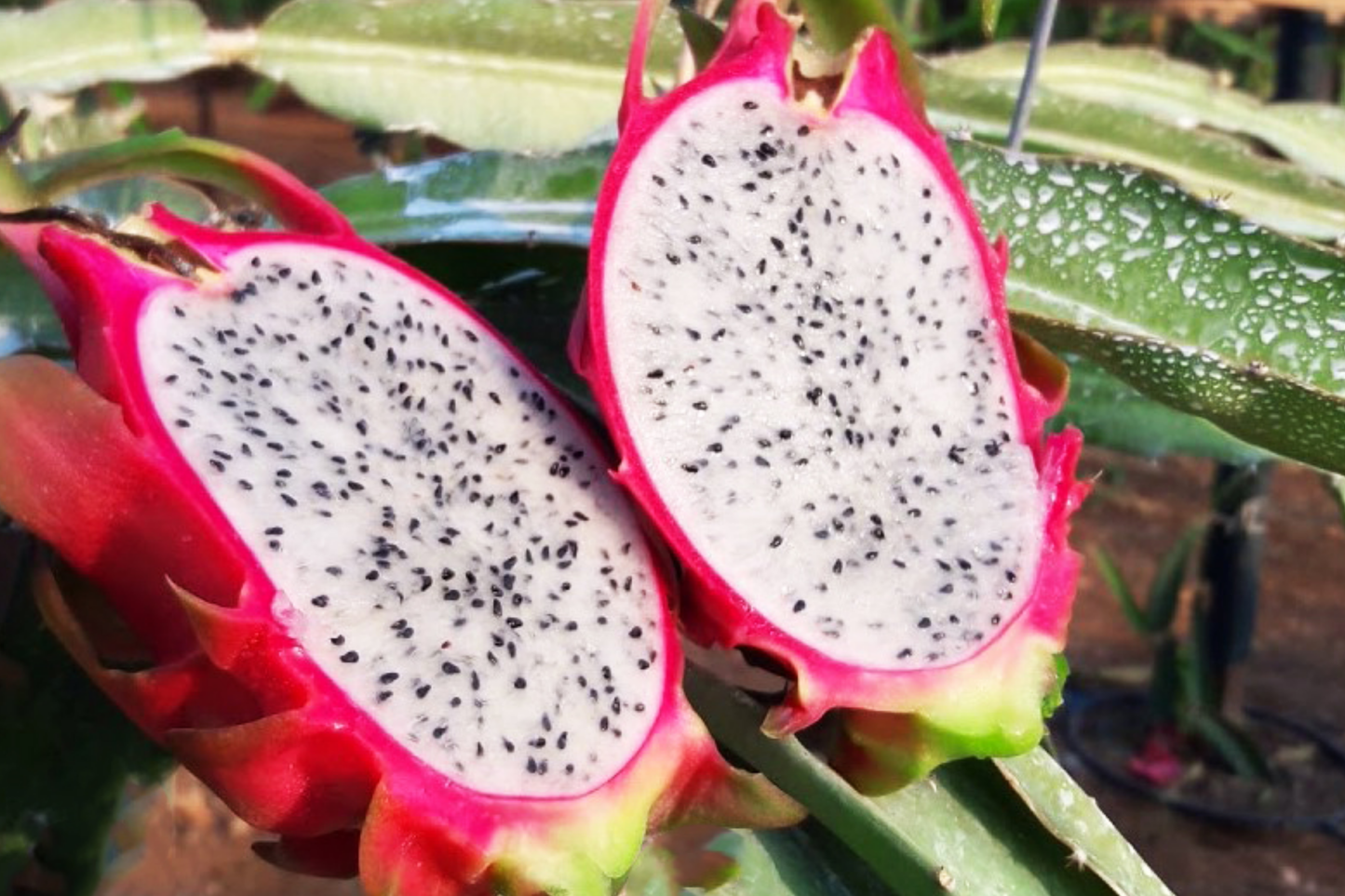 White Dragon Fruit Pepino Dulce Cuttings – 9-14" Healthy Spiral Segments for Homegrown Smoothies & Snacks