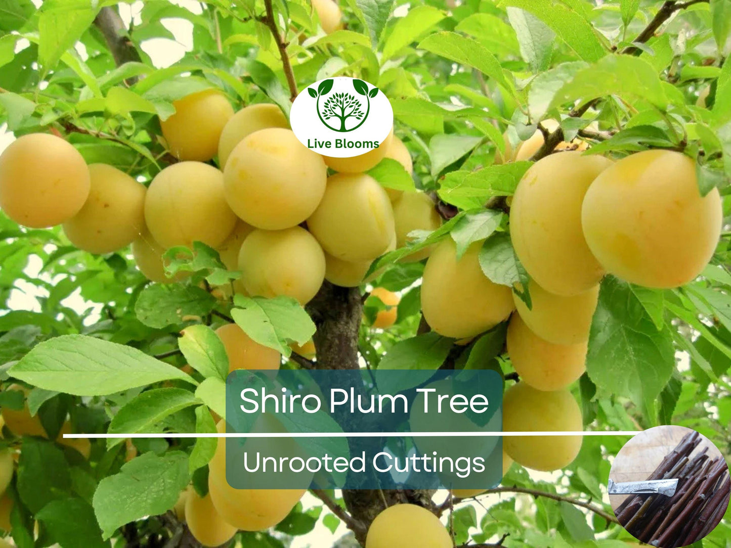 3 Shiro Plum Scions 6-10" Unrooted Cuttings for Grafting or Rooting – Prunus salicina Japanese Plum Tree Propagation