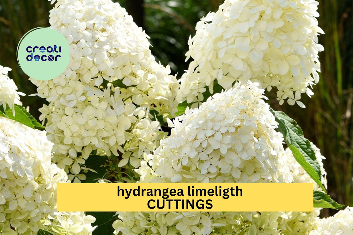 6 Limelight Hydrangea Rooted Cuttings – Hardy Shrub with Lime Green to White Blooms, 6–10" Tall, Ideal for Garden Borders
