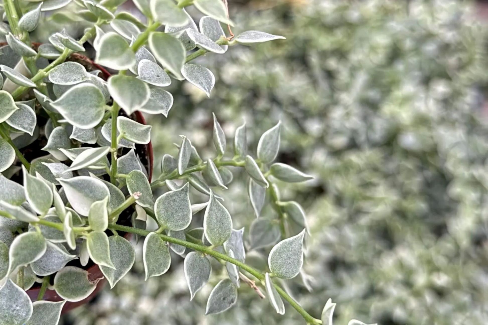 Dischidia ruscifolia Cutting - Million Hearts Trailing Vine, Easy-Care Indoor Plant, Unrooted Propagation-Friendly Houseplant