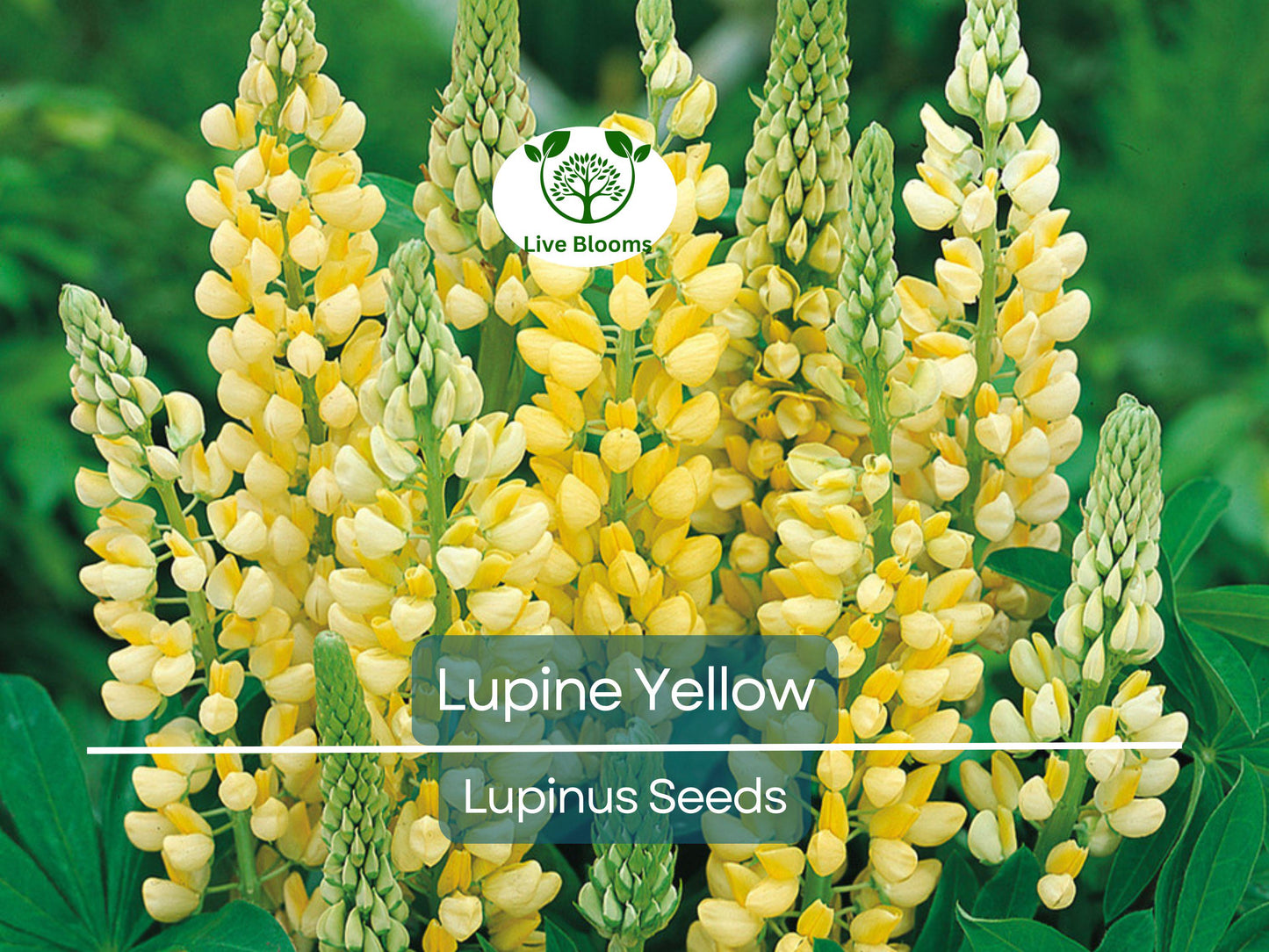 50 Seeds Yellow Lupine Annual Flowers - Drought-Tolerant, Non-GMO, Attracts Pollinators