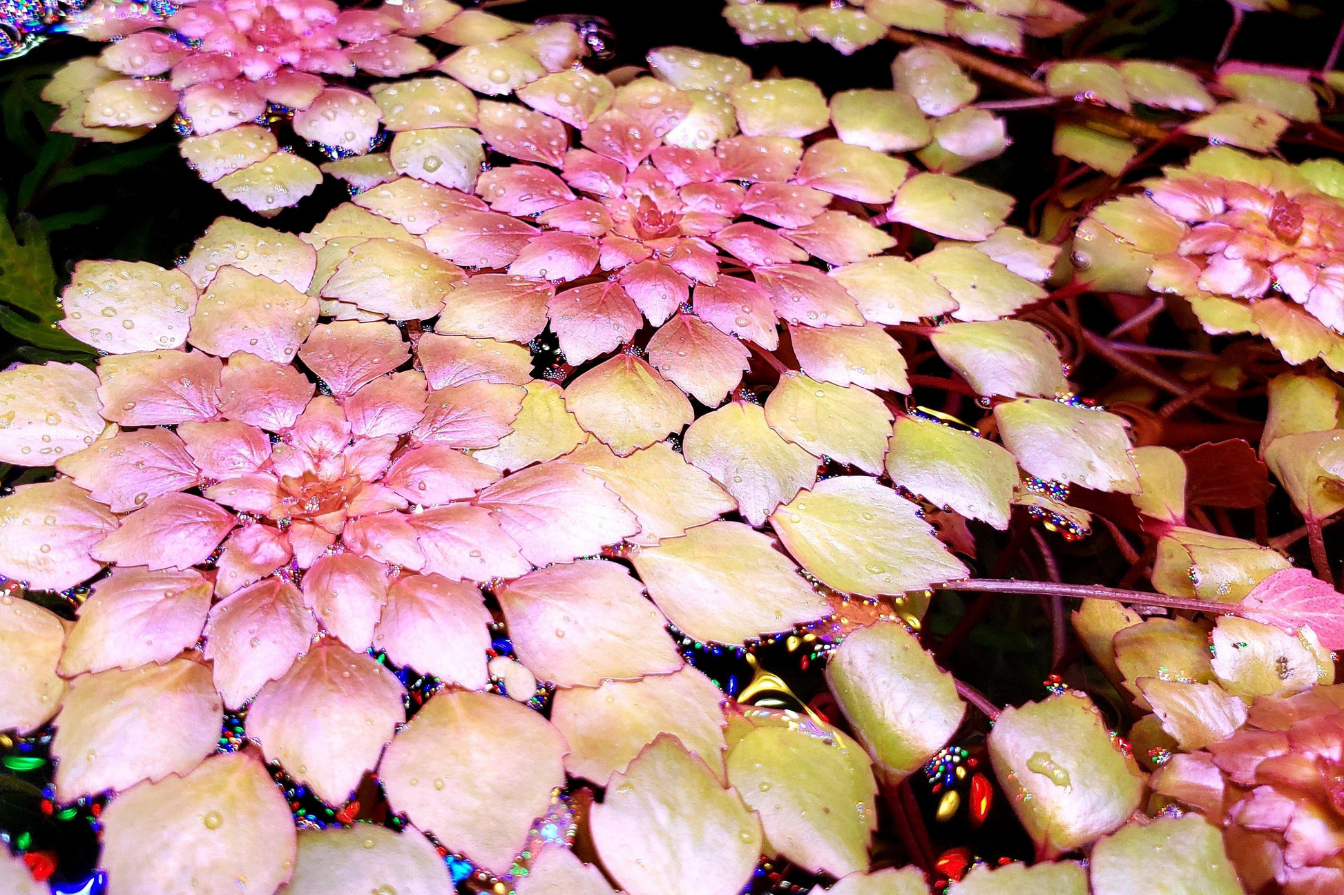 Water Mosaic Plant Cuttings – Ludwigia sedioides, Tropical Floating Pond Plant with Red & Green Rosettes, 3 Starter Cuttings