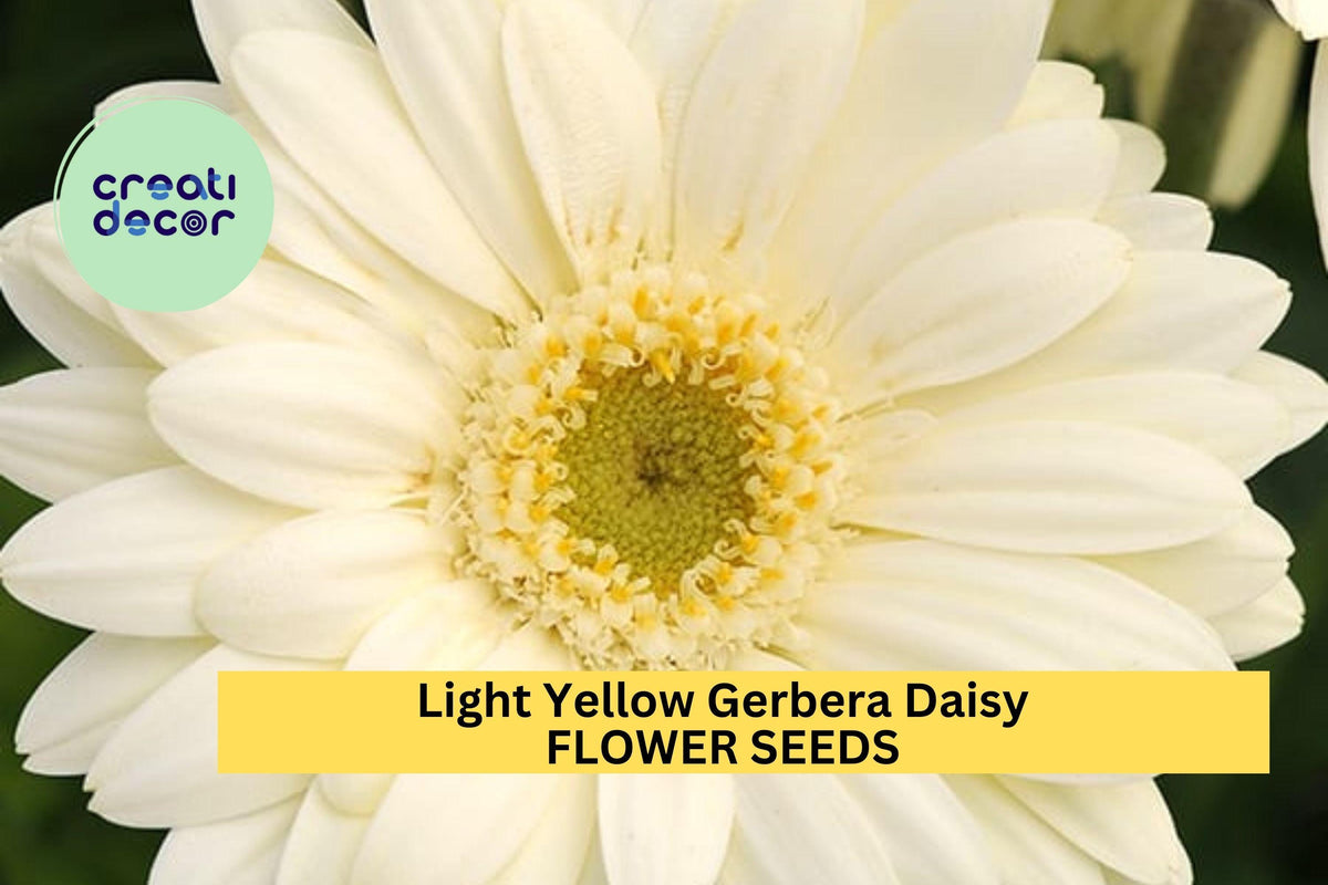 Light Yellow Gerbera Daisy Seeds - 200+ Premium Seeds for Garden Planting, Gerbera jamesonii - Long-Stemmed Blooms for Bouquets