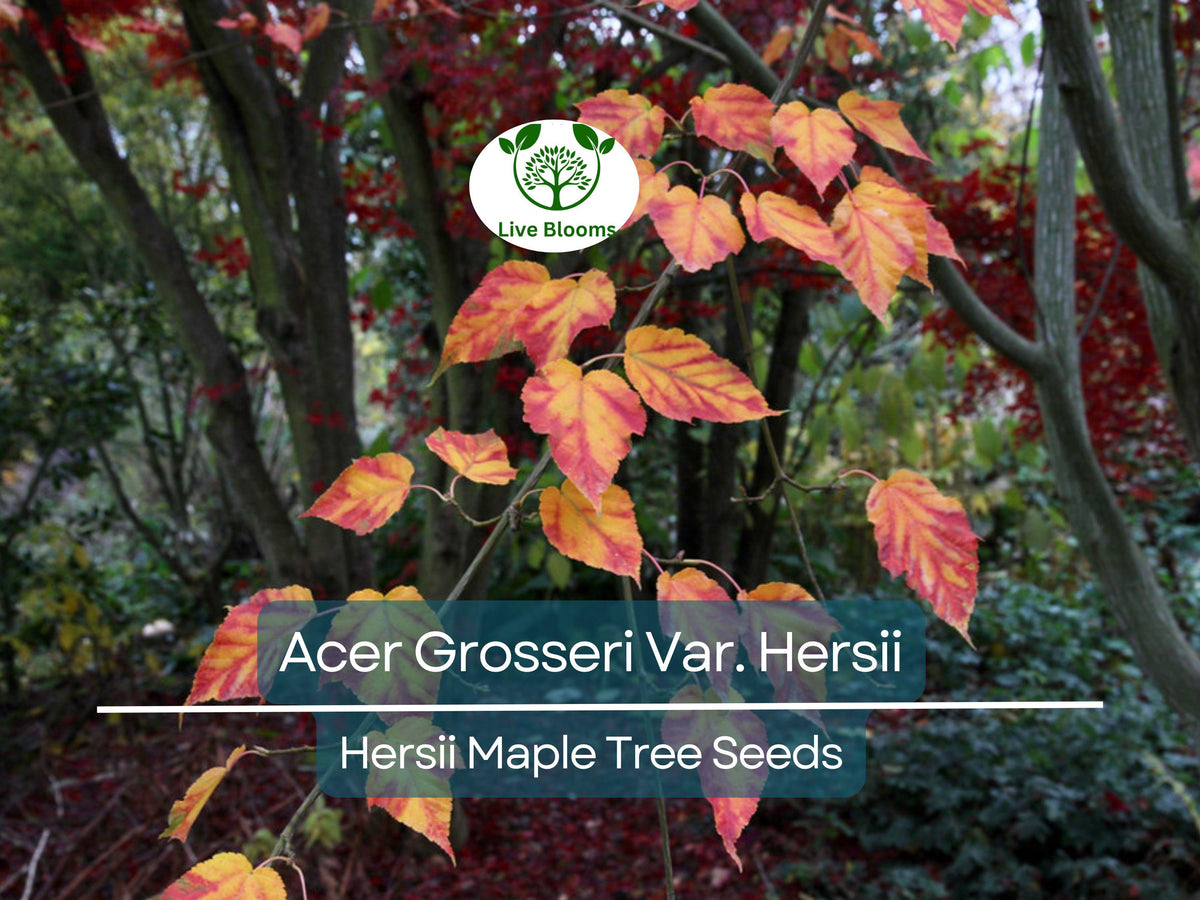 10 Seeds Acer Grosseri Var. Hersii (Hersii Maple) - Rare Hardy Tree Seeds for Bonsai, Landscaping & Gardens