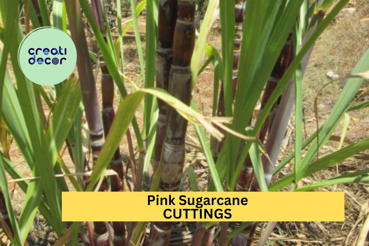 5 Pink Sugarcane Cuttings – Rooted with 10+ Growth Nodes – Sweet Pink Stalks for Garden or Pots