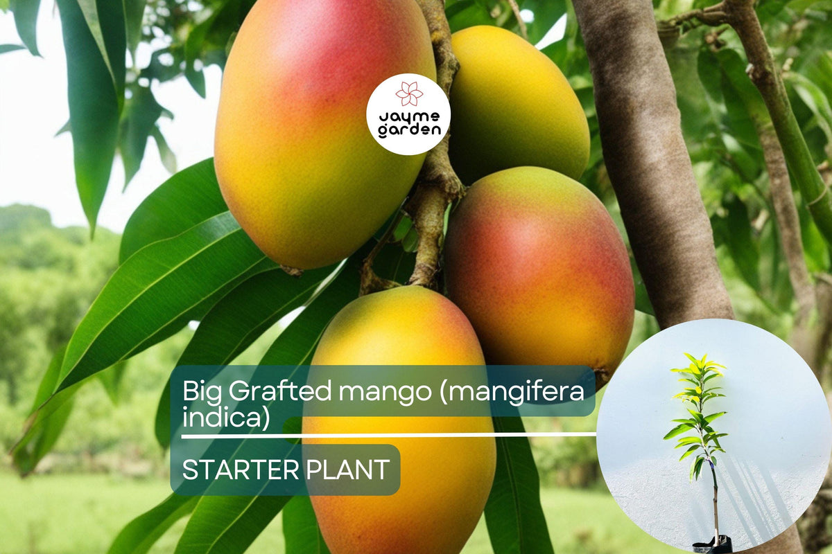 Grafted Colombo Kidney Mango Tree 3'-4' | Unique Sweet Mangoes | Mangifera indica - Easy to Grow Tropical Fruit Plant