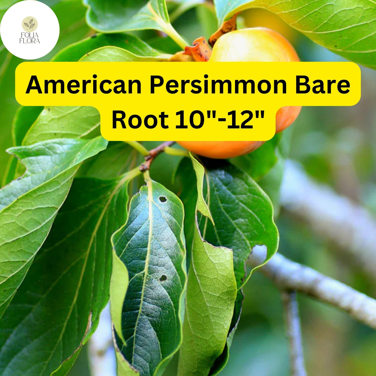 American Persimmon Tree - 10"-12" Bare Root Plants (2-Pack) - Diospyros virginiana - Sweet Edible Fruit for Zones 4-9