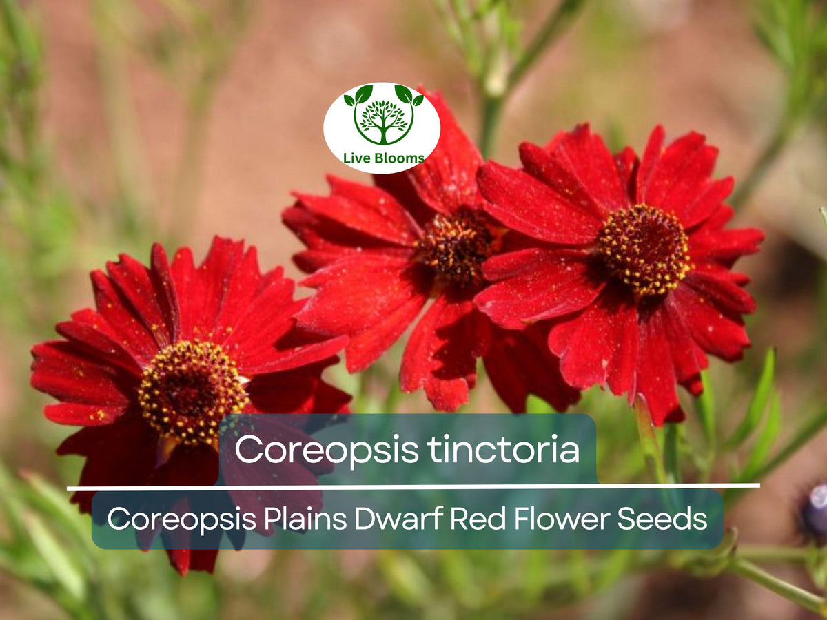 Coreopsis Seeds 300 Count Dwarf Red Wildflower (Coreopsis tinctoria) Pollinator-Friendly Low-Maintenance Garden Blooms