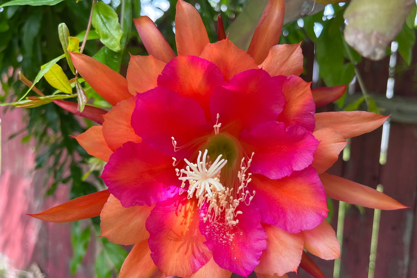 Epiphyllum Orchid Cactus Neon Smile - 3 Rooted Cuttings with Pink Blooms, Easy-Care Exotic Indoor Plant, Unpotted, Fast-Growing, Low-Maintenance