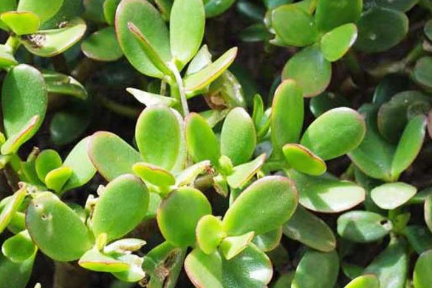Crassula ovata Jade Plant Cuttings | 3-5 Inch Unrooted Succulent Propagation Set | Easy Care Indoor or Outdoor Plant
