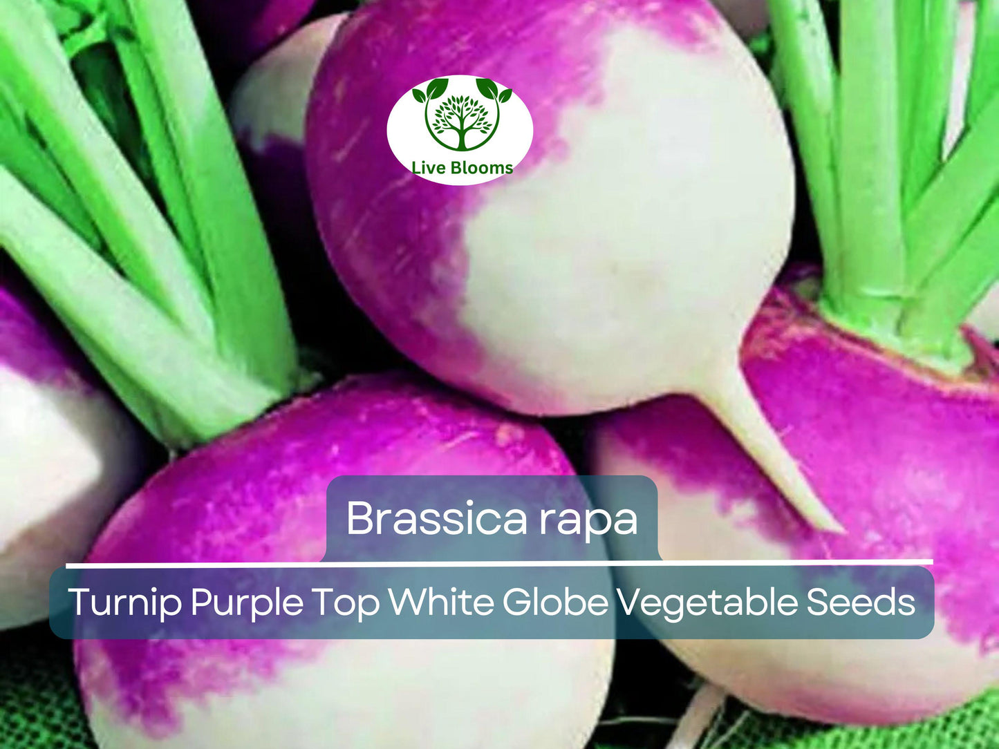 1000 mg Purple Top White Globe Turnip Seeds - Heirloom Brassica rapa for Home Gardens