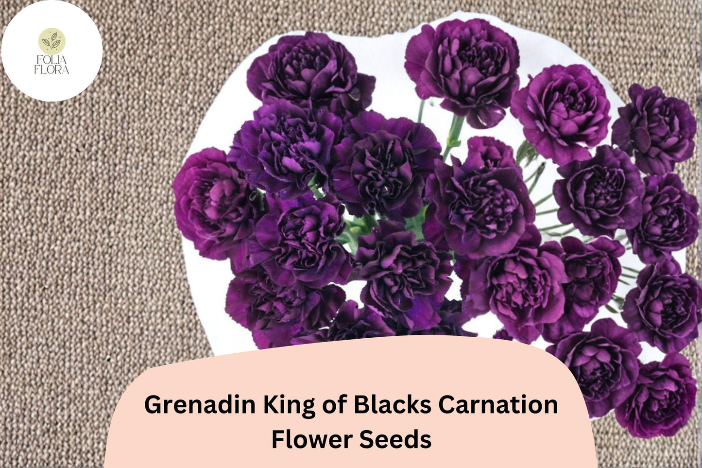 200+ Grenadin King of Blacks Carnation Seeds - Purple Double Blooms, Hardy Perennial