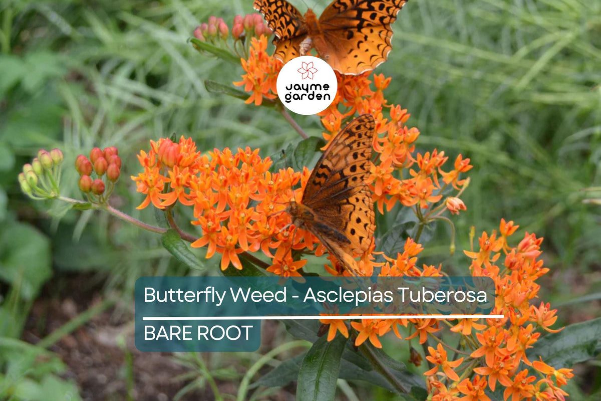 10 Butterfly Weed Plants - Drought-Tolerant Asclepias Tuberosa - Monarch Host, Pollinator Friendly, Orange Wildflower, Perennial Bare Root