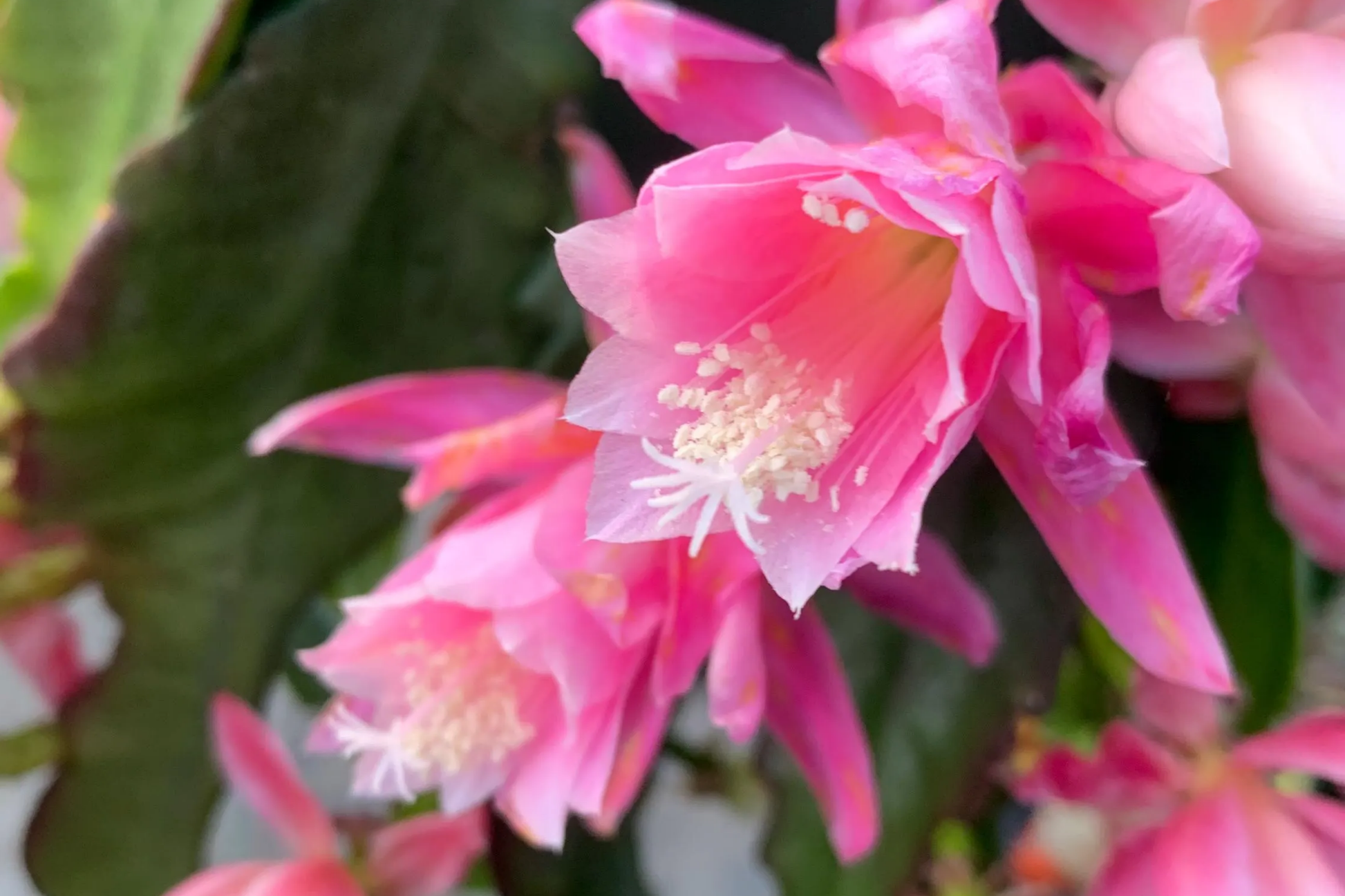 Epiphyllum 'Hocus Pocus' Orchid Cactus Cutting | 8-10 Inch Unrooted Starter Plant | Stunning Blooms | Collector's Variety