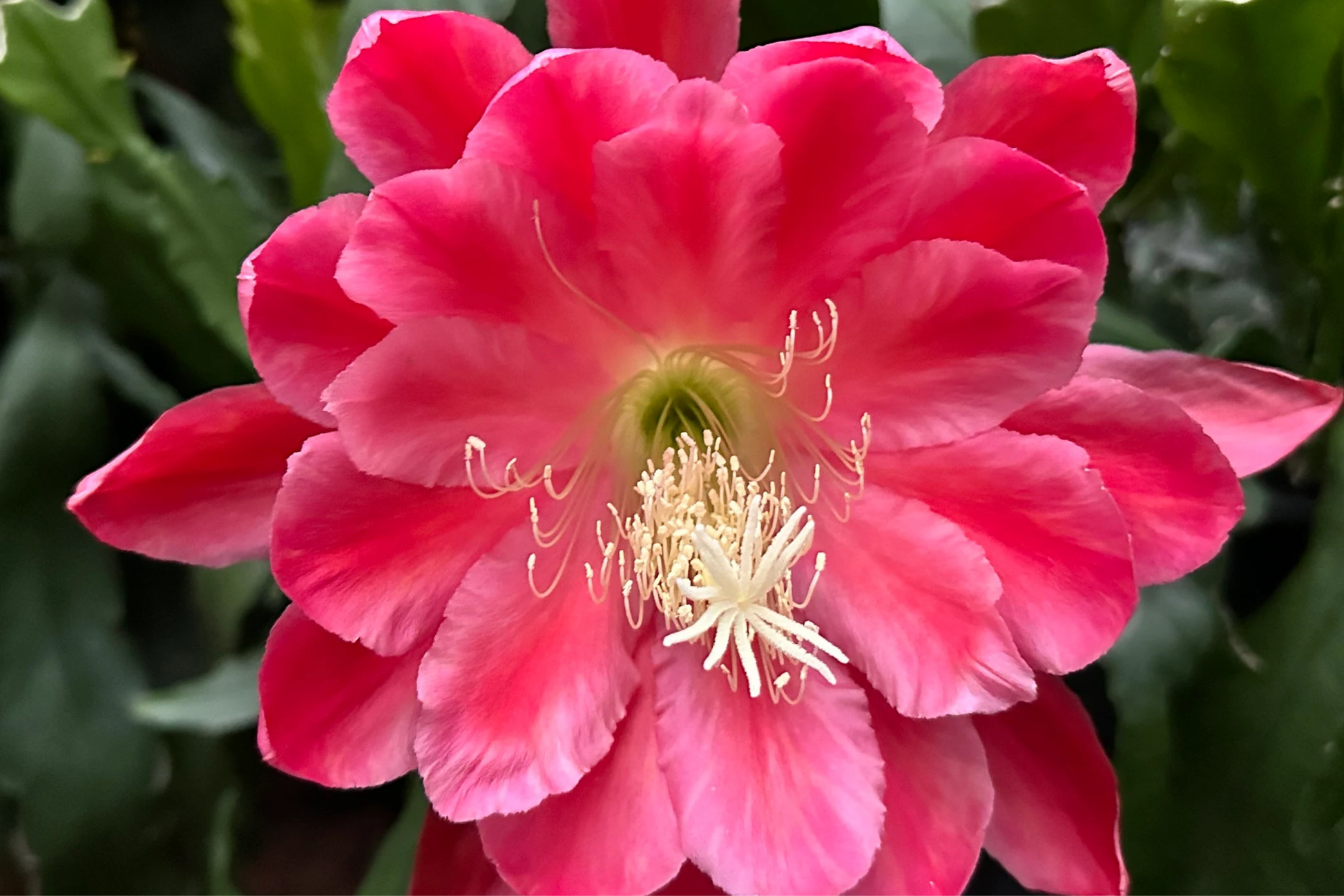 Epiphyllum Orchid Cactus 'Meadow Rose' | 2 Rooted Cuttings with New Growth | Easy-Care Succulent Plant | Stunning Blooms | Epiphyllum hybrid