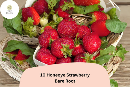 10 Honeoye Strawberry Plants | Live Bare Root June-Bearing Fragaria × ananassa
