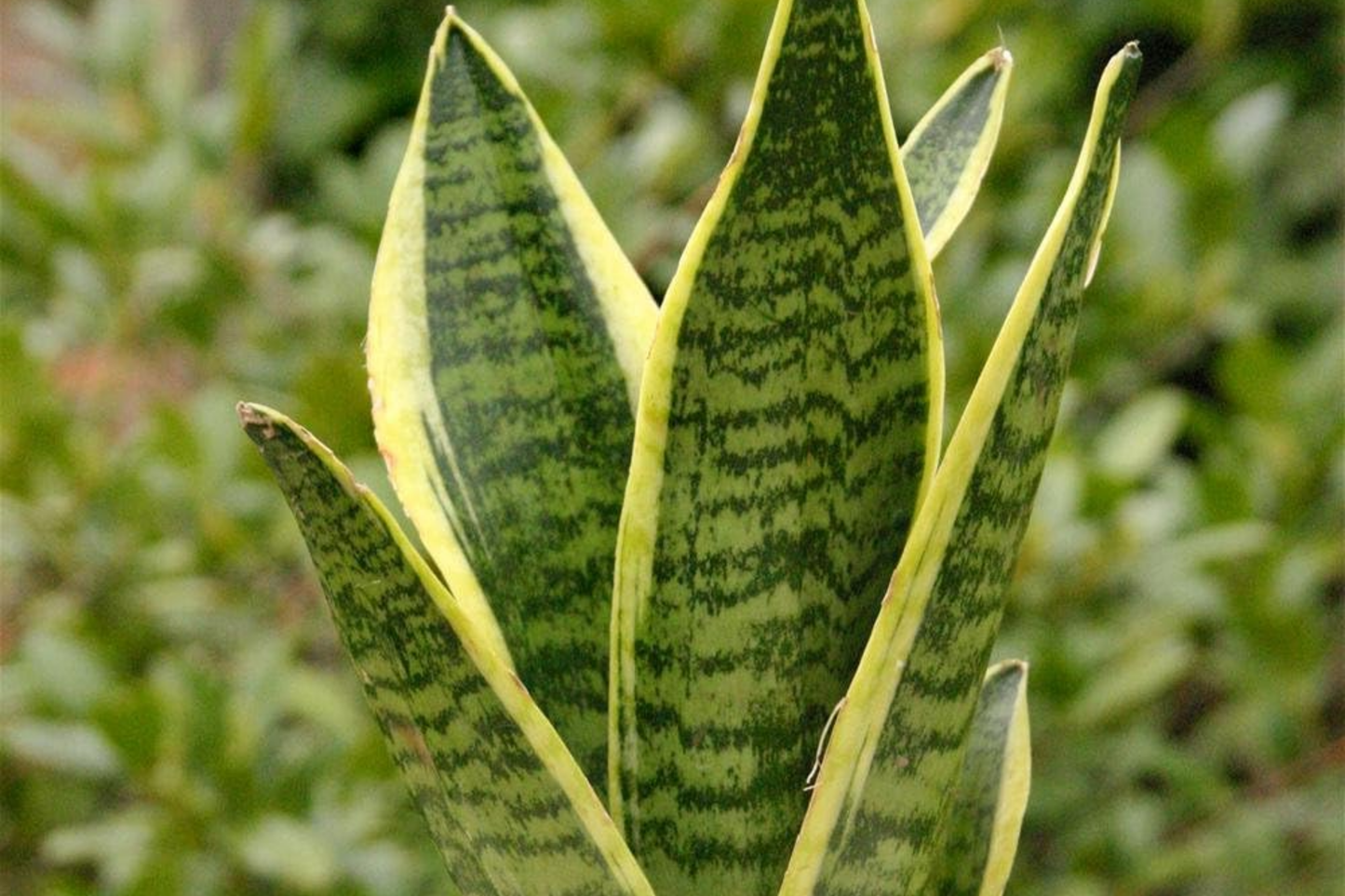Sansevieria Golden Hahnii Snake Plant Starter - Dwarf Variegated Houseplant - Air Purifying Indoor Plant