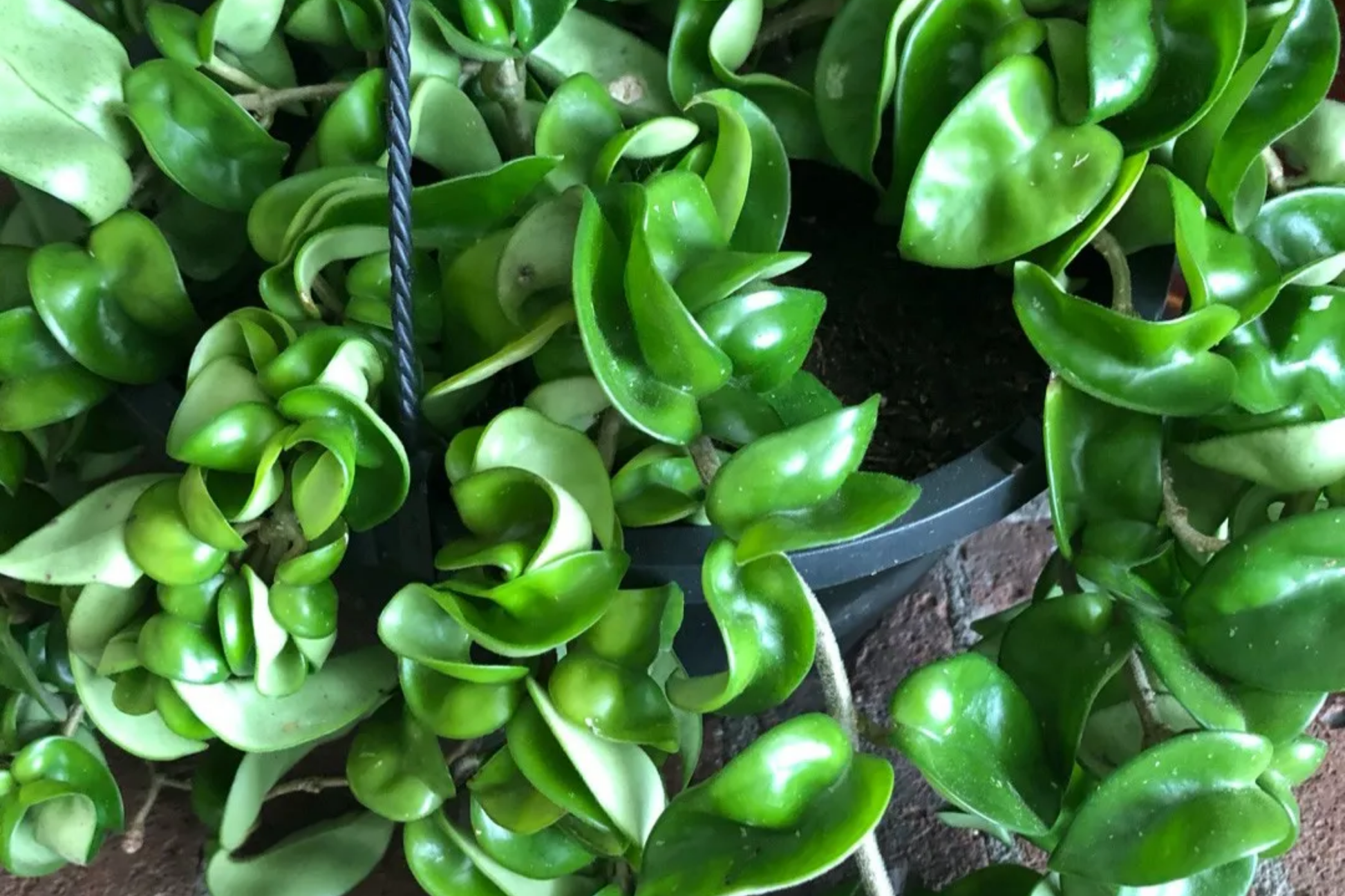 Hoya Hindu Rope Plant Cuttings - Unrooted 4-Inch Propagation Starter - Twisted Vines, Easy Care Indoor Plant, Hoya carnosa 'Compacta'