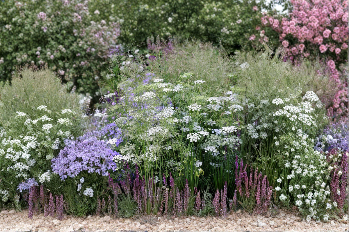Bishop’s Flower Seeds - 100 Seeds - Ammi majus - False Queen Anne’s Lace - White Blooms - Non-GMO, Untreated, Open-Pollinated