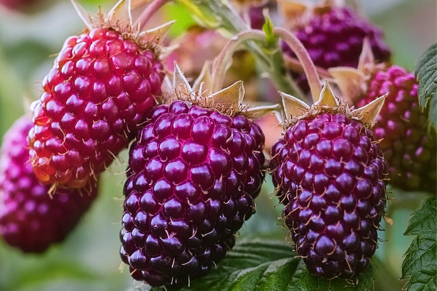 Thornless Purple Raspberry Plant | 4-Inch Rooted Cutting | Rubus 'Glencoe' | Compact, Disease-Resistant Berry