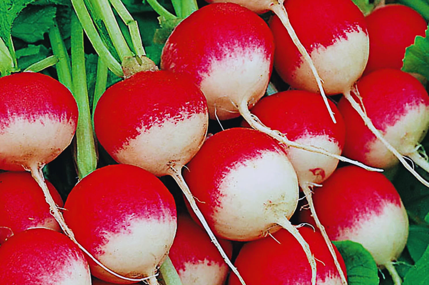Sparkler Radish Seeds 300+ Non-GMO Heirloom Raphanus sativus for Garden