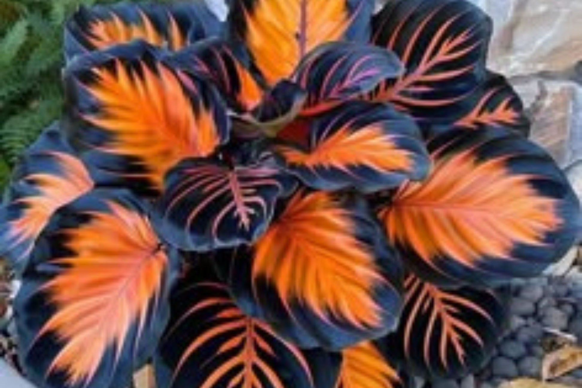 Sunburst Calathea Seeds – 25 Tropical Houseplant Seeds – Calathea crocata – Indoor Foliage Plant for Indoor Garden