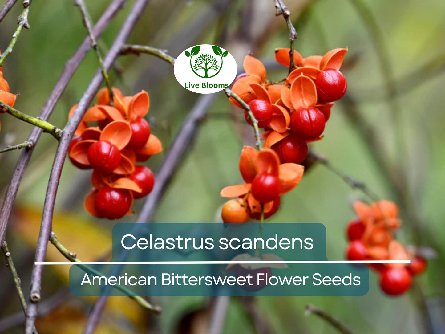 30 Seeds Celastrus scandens (American Bittersweet) Native Climbing Vine for Garden & Wildlife