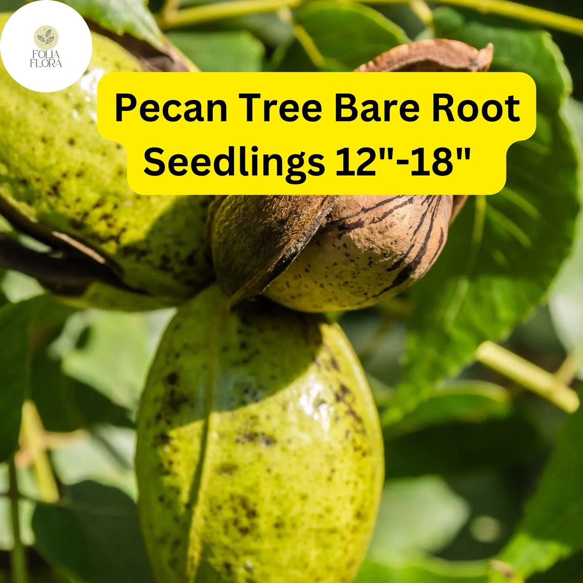 2 Live Bare-Root Hardy Pecan Tree Seedlings - Nut-Producing Carya illinoinensis for Fast-Growing Shade & Drought Tolerance