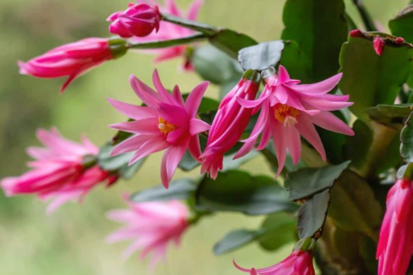 Christmas Cactus White Cuttings - 5 Unrooted 4"-5" Holiday Cactus Starter for Propagation, Indoor & Outdoor Succulent Plant