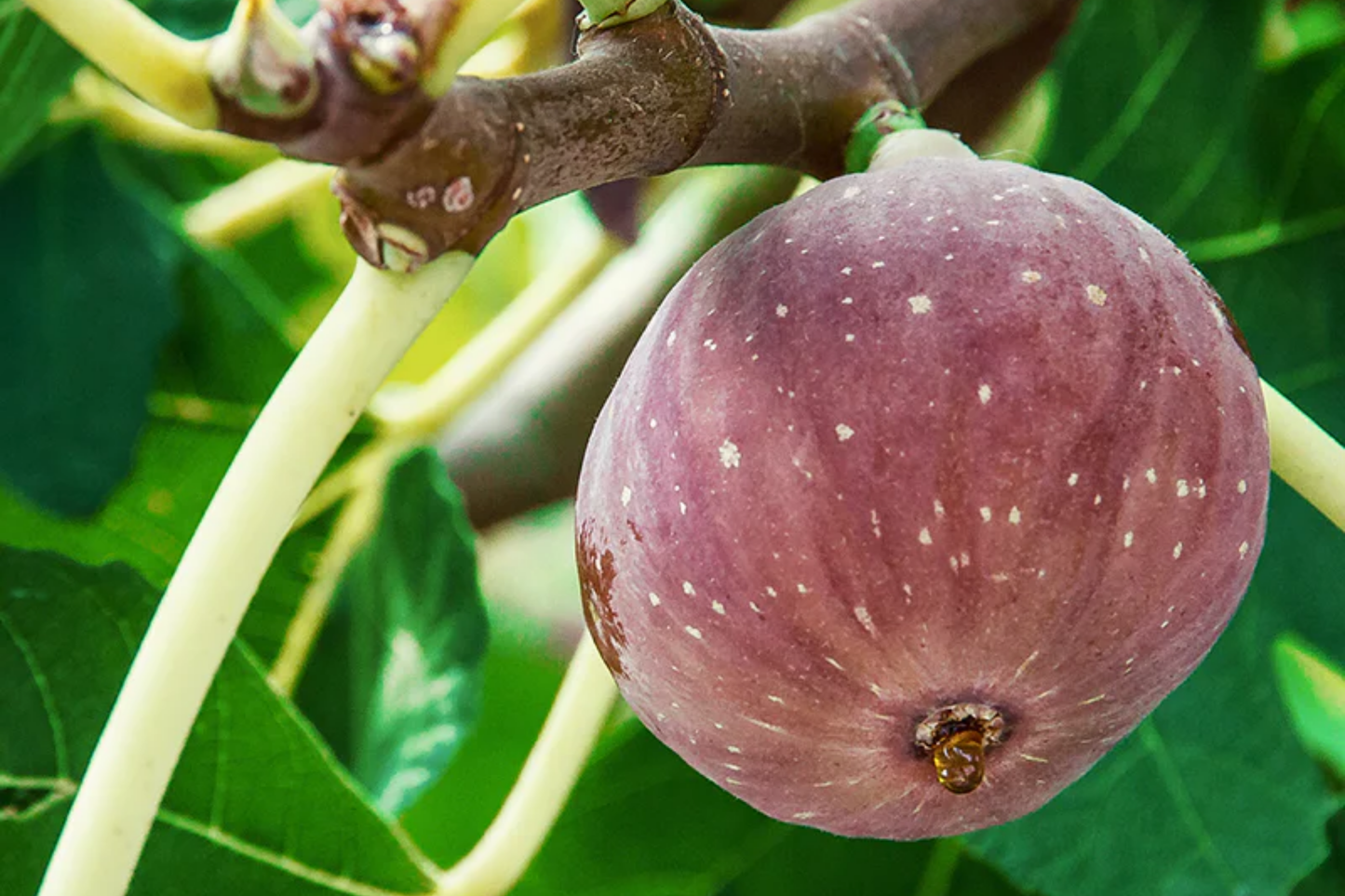 Chicago Hardy Fig Tree Cuttings - 10 Fresh Dormant Hardwood Propagation Cuttings, Cold-Resistant Ficus carica, Fast-Growing for Temperate Zones