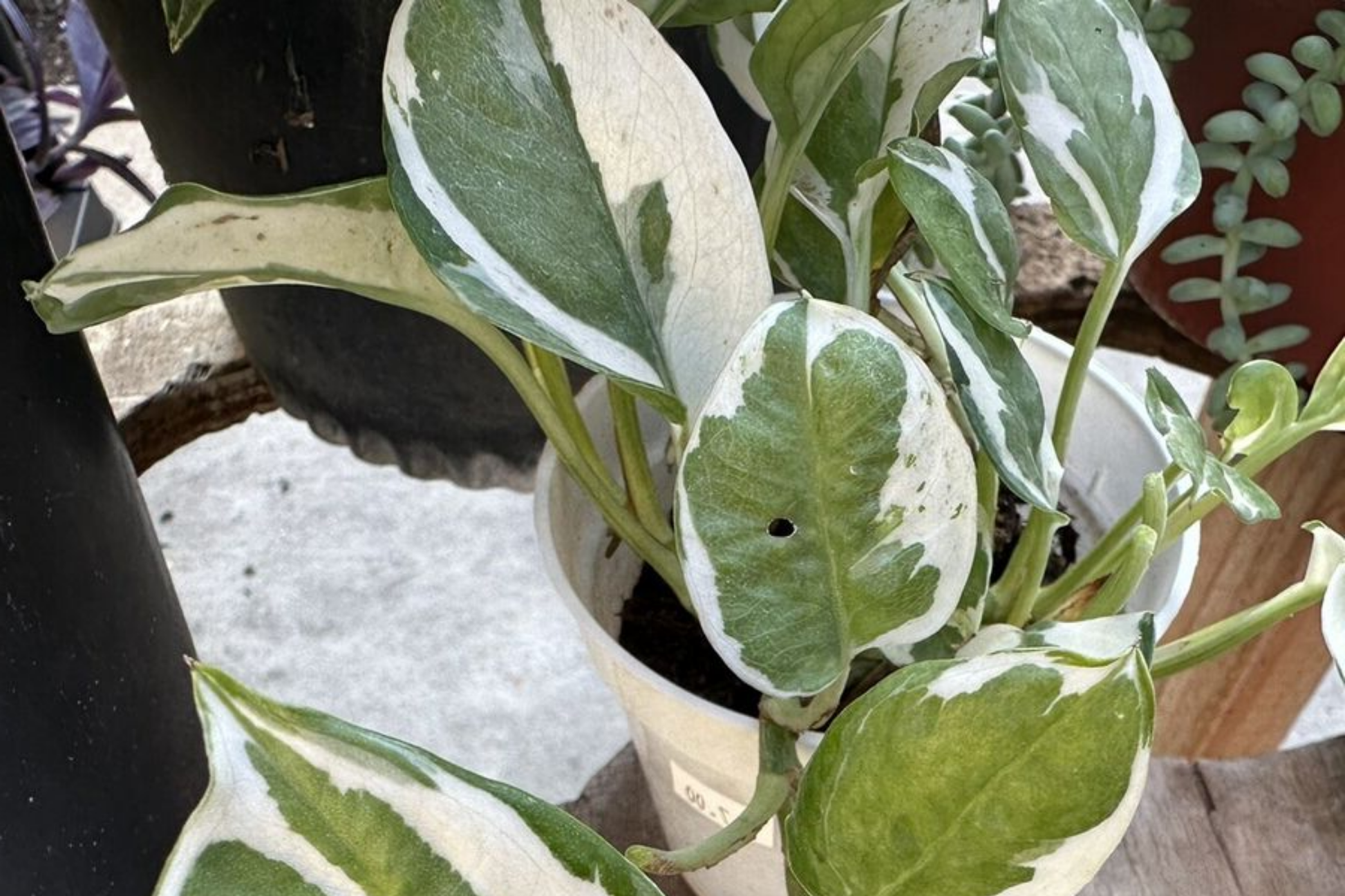 Unrooted Pothos Cuttings - N'Joy Variegated Houseplant Propagation - Indoor & Outdoor Evergreen Vining Plant