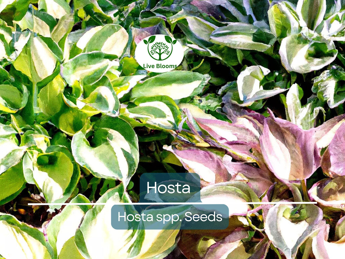 50 Hosta Seeds Mix - Perennial Shade Plant, Hardy Varieties, Decorative Foliage, Hosta spp. for Garden Borders & Containers