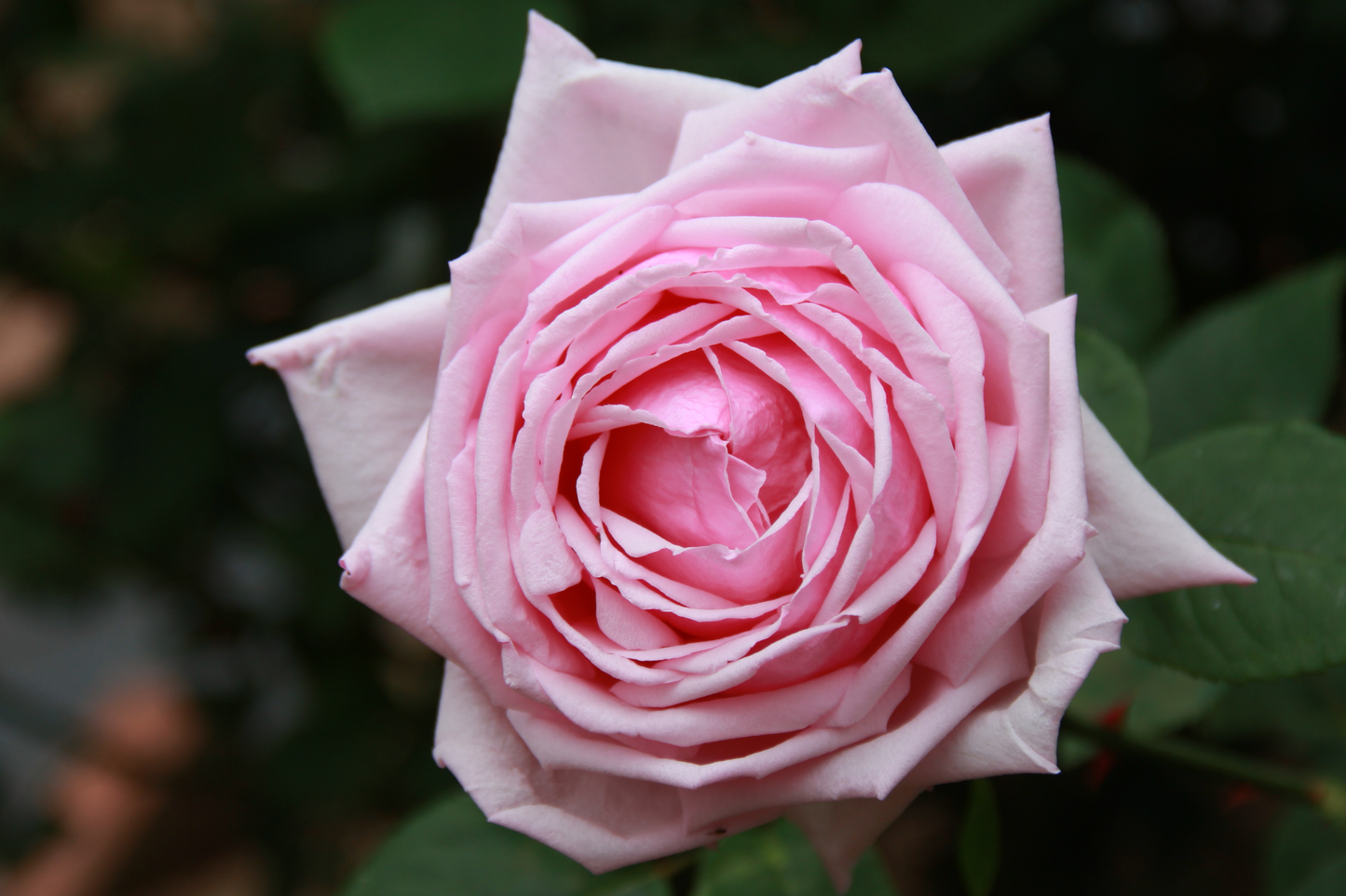 French Rose Cuttings 4-Pack for Climbing Fences & Arches, Victorian Garden Decor, Rose Vines, Garden Trellises, No Roots