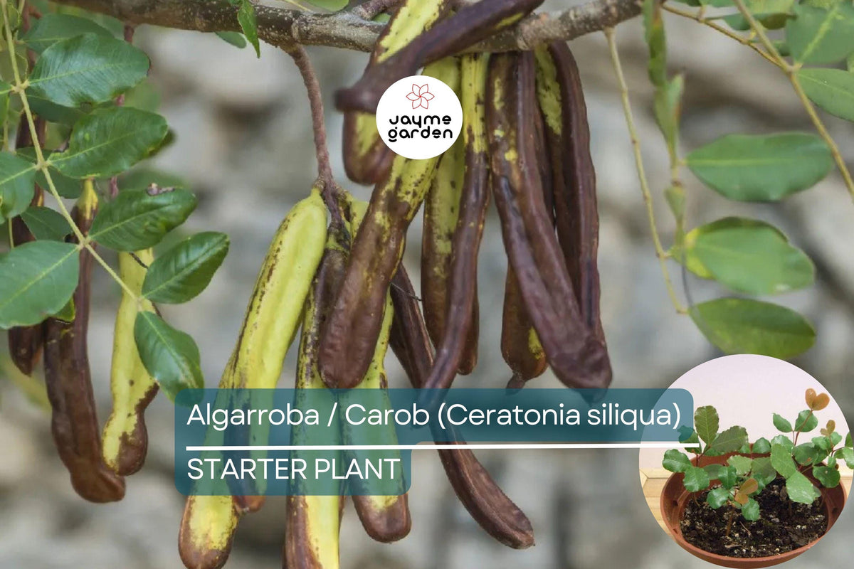 Carob Tree Starter Plant 12"-24" - Nutrient-Rich Algarroba (Ceratonia siliqua) - Easy-Care Garden Fruit Tree for Full Sun