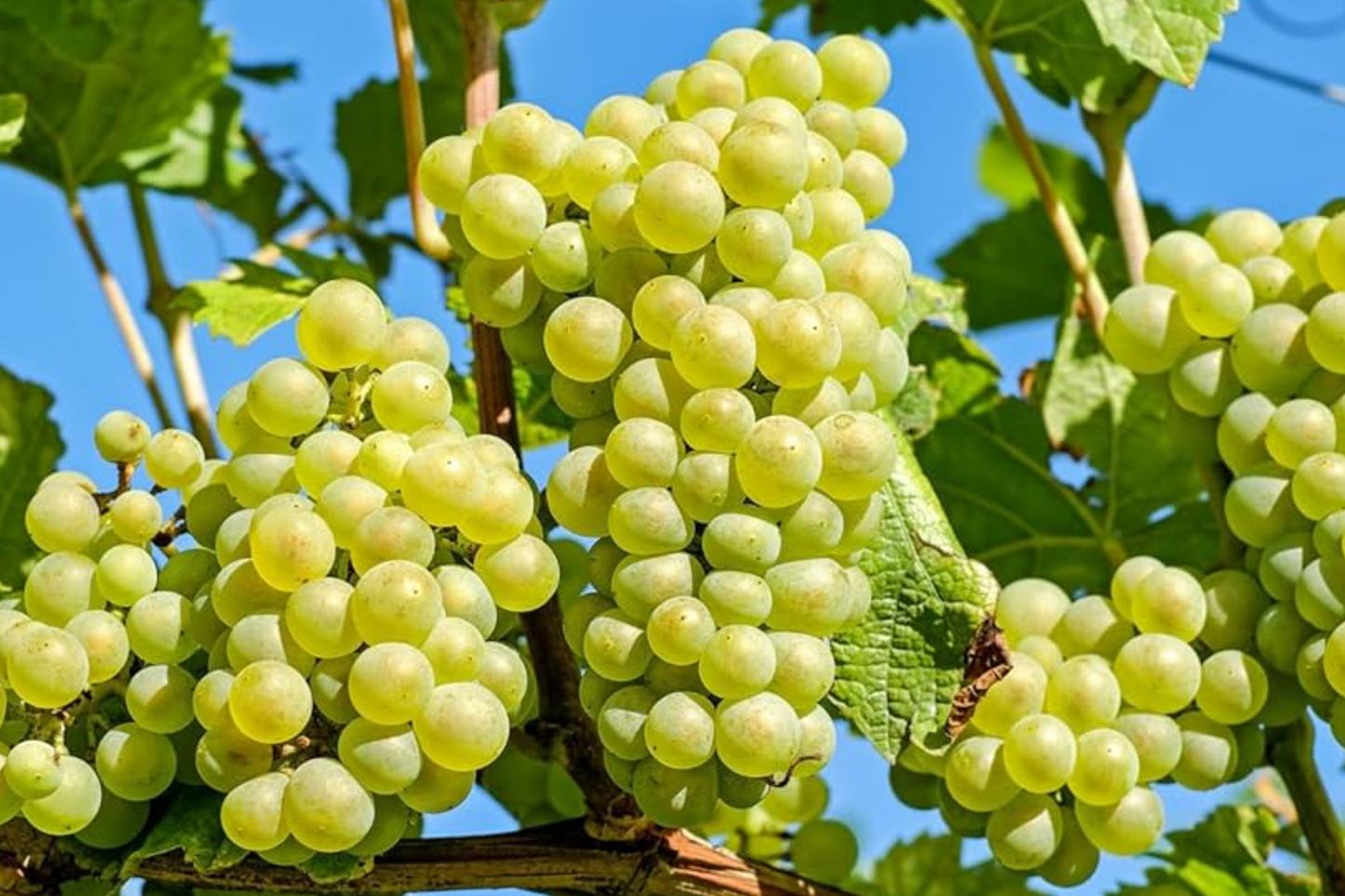 Green Grape Vine Cutting in Pot, Seedless Sweet Green Grapes, Live Climbing Fruit Plant for Outdoor Gardens