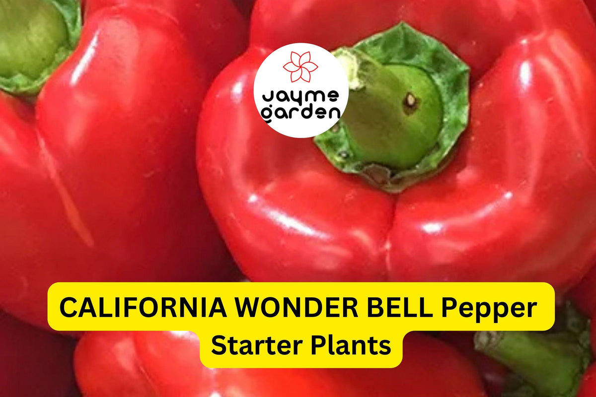 3 California Wonder Bell Pepper Starter Plants - Sweet & Crisp - High Yield (Capsicum annuum) for Gardens & Containers