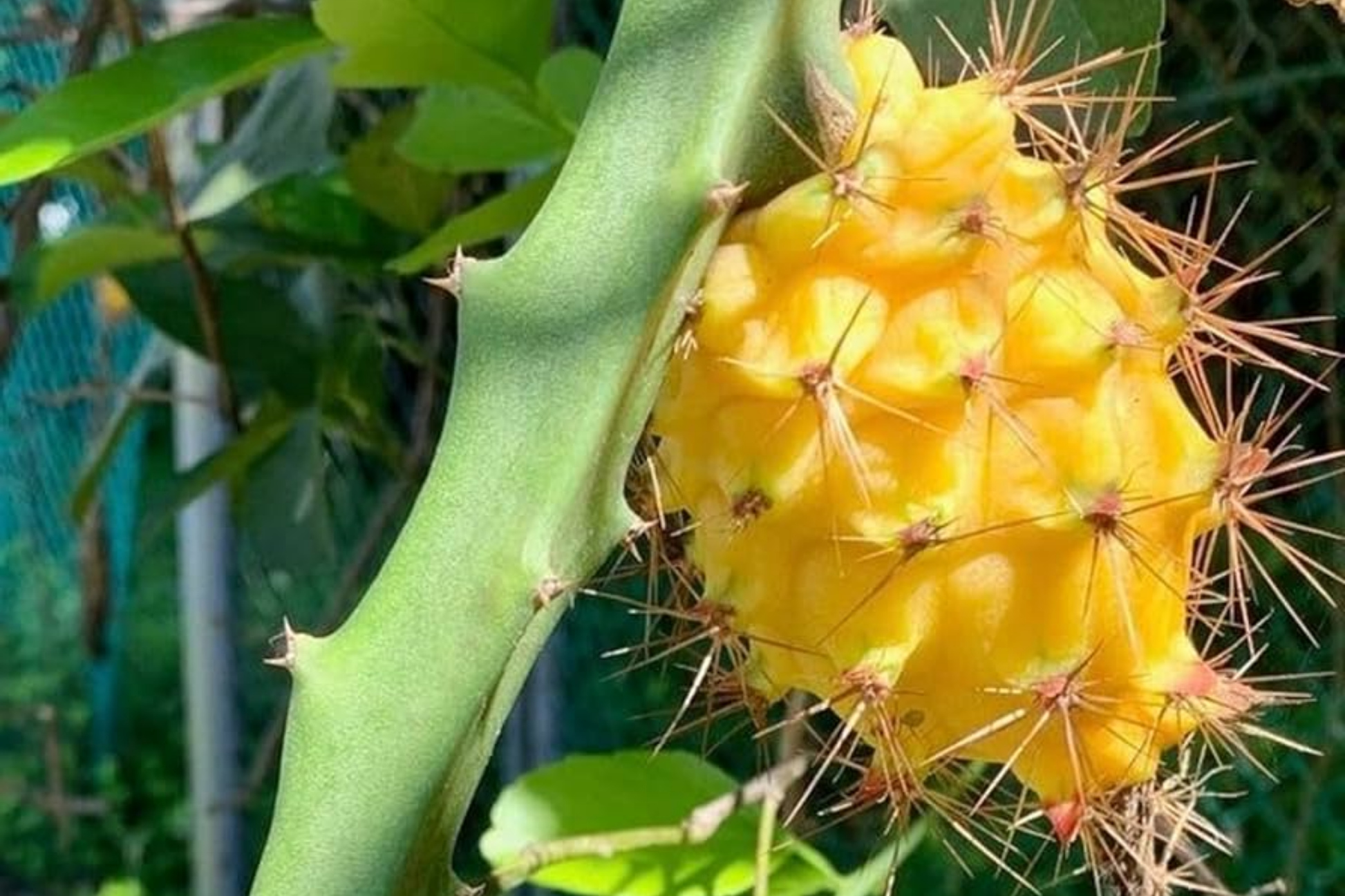 Yellow Dragon Fruit Cuttings - 6-Inch Tropical Cactus for Outdoor Gardens, Climbing Epiphyllum, Sweet Exotic Fruit Starter Plant