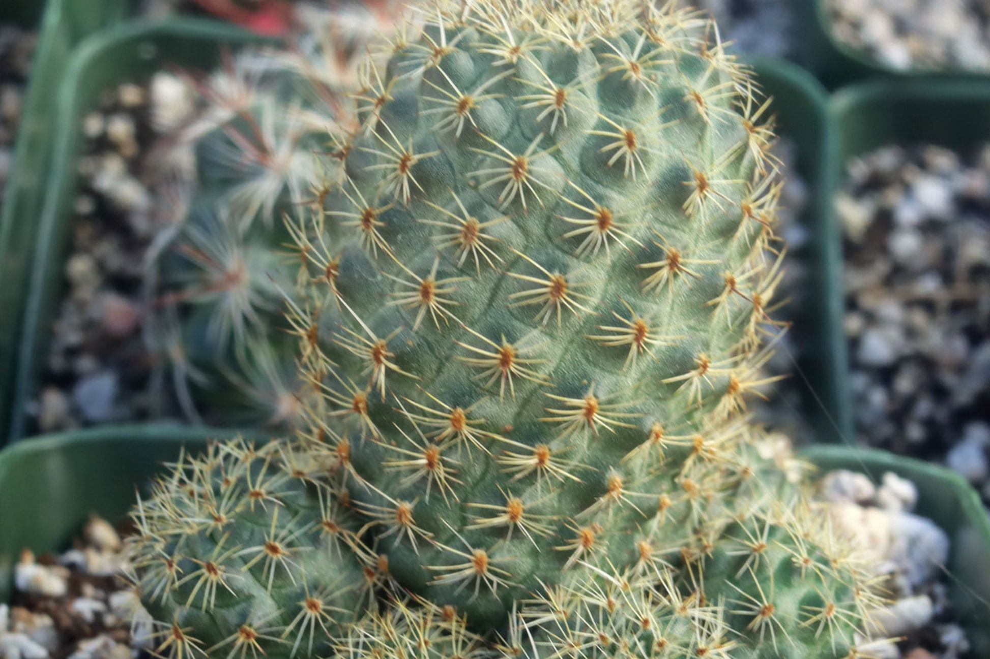 Live "Roadkill" Cactus Cutting - Unique Succulent for Indoor & Outdoor Growth, Easy Care, Drought Tolerant, Cacti & Succulents