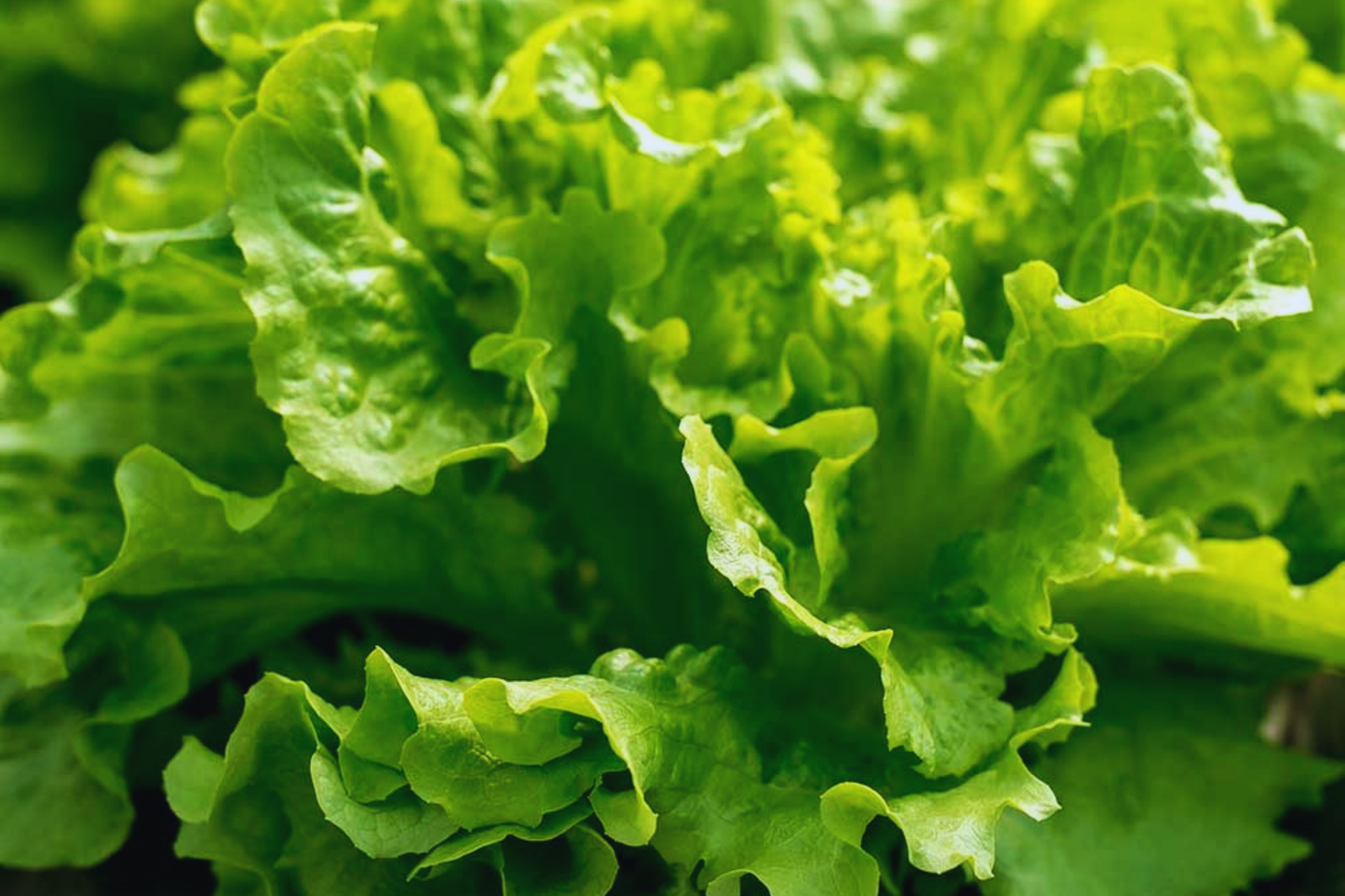 Salad Bowl Lettuce Seeds - 2000+ Non-GMO Vegetable Seeds for Home Gardening