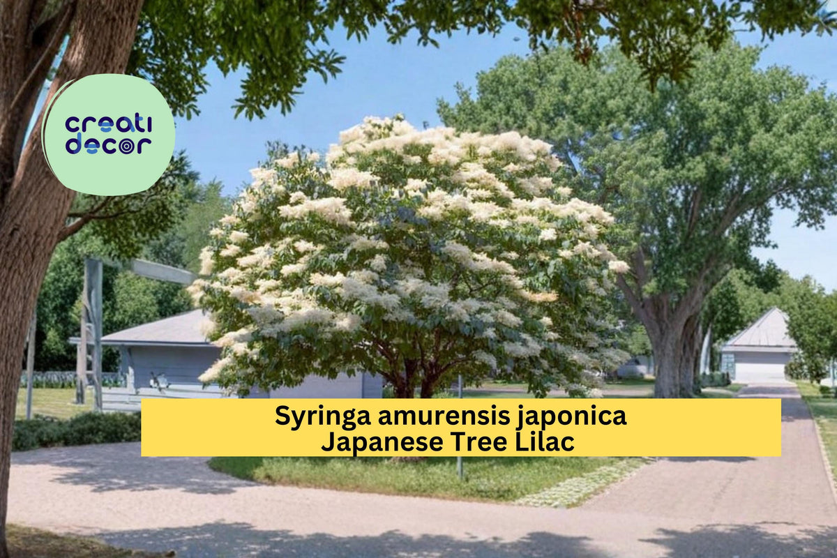 Japanese Tree Lilac Seeds - 10 Count - Syringa amurensis japonica - Hardy Fragrant White Flowering Ornamental Tree Seeds