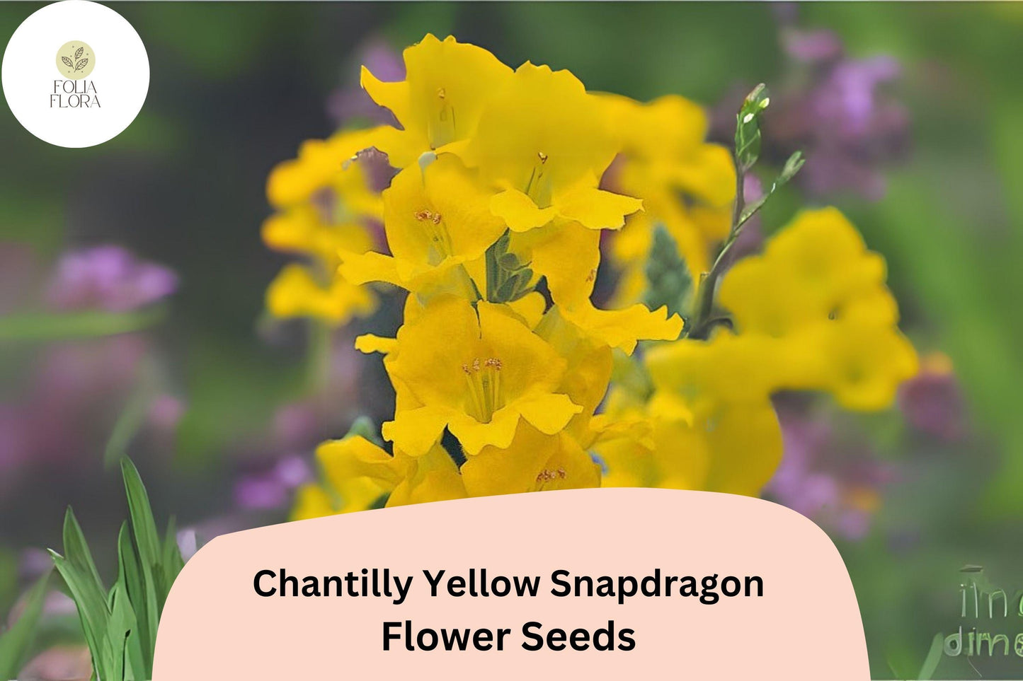 Chantilly Yellow Snapdragon Seeds - 1000+ Tall, Fragrant Yellow Blooms for Garden & Cut Flowers
